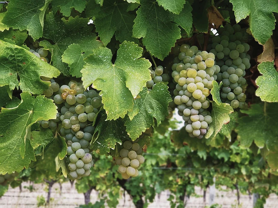 McHenry-Hohnen-vineyard-Sauvignon-Blanc-for-vintage-2021 Dunstan Vintner